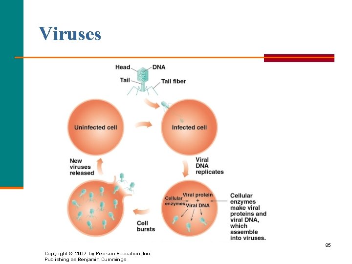 Viruses 85 Copyright © 2007 by Pearson Education, Inc. Publishing as Benjamin Cummings 