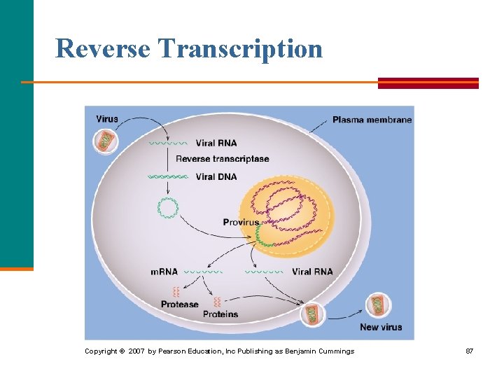 Reverse Transcription Copyright © 2007 by Pearson Education, Inc Publishing as Benjamin Cummings 87