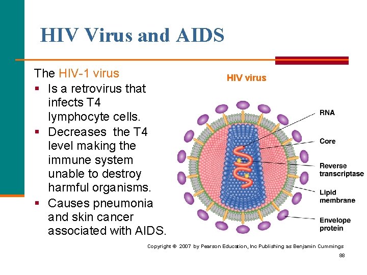 HIV Virus and AIDS The HIV-1 virus § Is a retrovirus that infects T