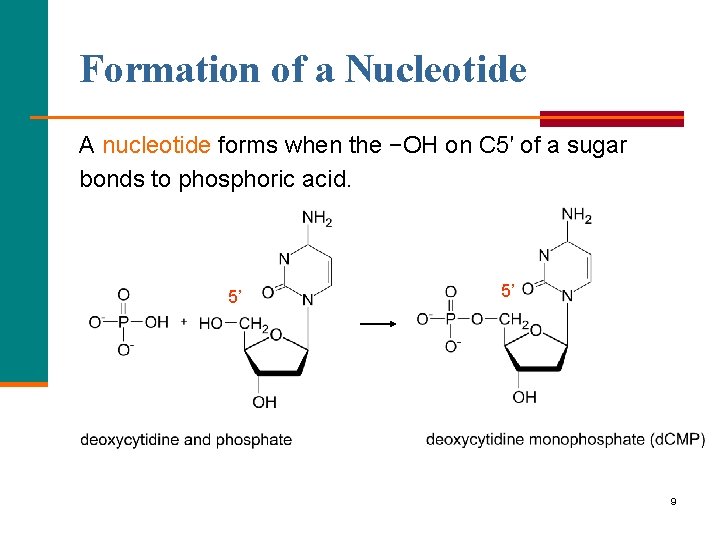 Formation of a Nucleotide A nucleotide forms when the −OH on C 5′ of