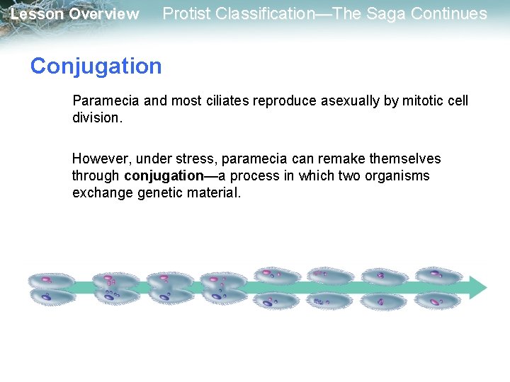 Lesson Overview Protist Classification—The Saga Continues Conjugation Paramecia and most ciliates reproduce asexually by