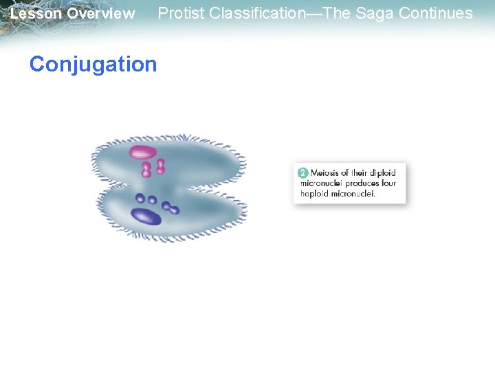 Lesson Overview Protist Classification—The Saga Continues Conjugation 