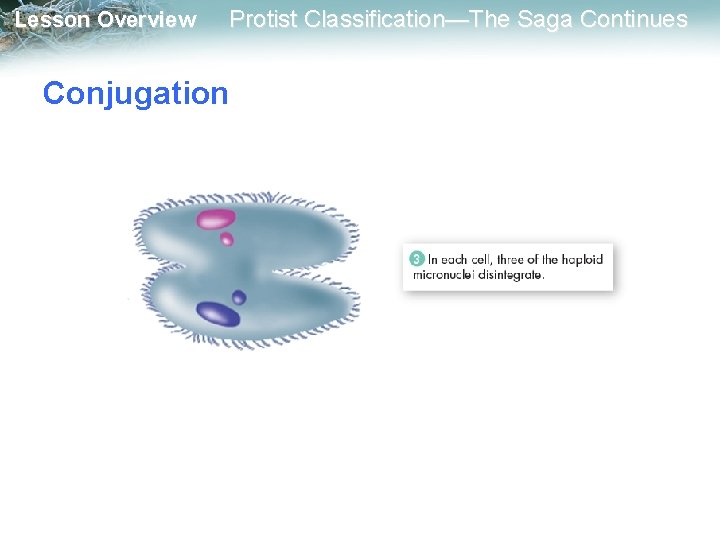 Lesson Overview Protist Classification—The Saga Continues Conjugation 