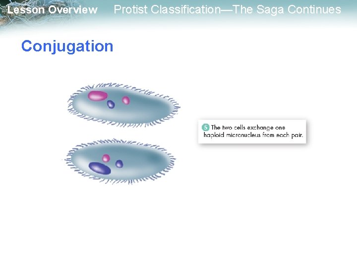 Lesson Overview Protist Classification—The Saga Continues Conjugation 