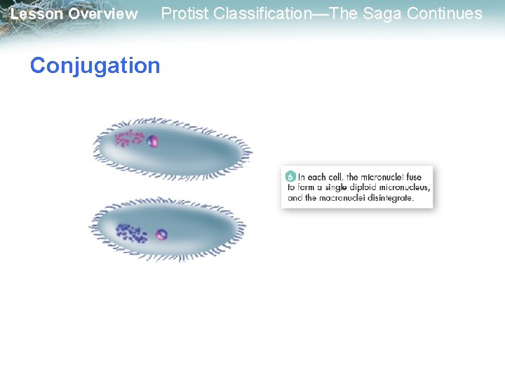 Lesson Overview Protist Classification—The Saga Continues Conjugation 