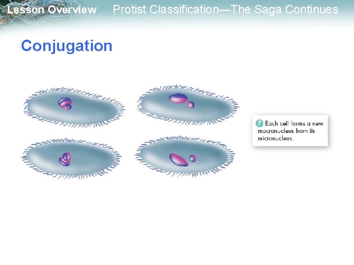 Lesson Overview Protist Classification—The Saga Continues Conjugation 