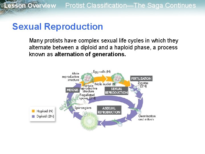 Lesson Overview Protist Classification—The Saga Continues Sexual Reproduction Many protists have complex sexual life