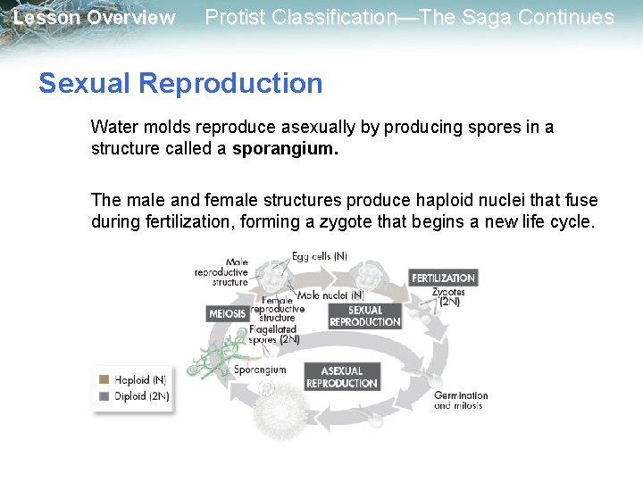 Lesson Overview Protist Classification—The Saga Continues Sexual Reproduction Water molds reproduce asexually by producing