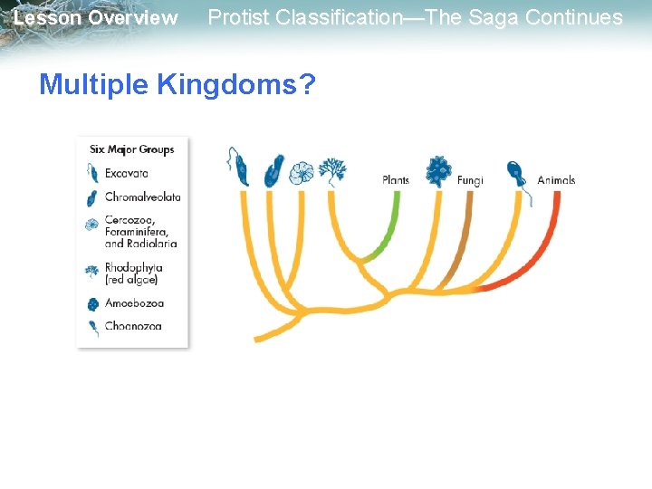 Lesson Overview Protist Classification—The Saga Continues Multiple Kingdoms? 