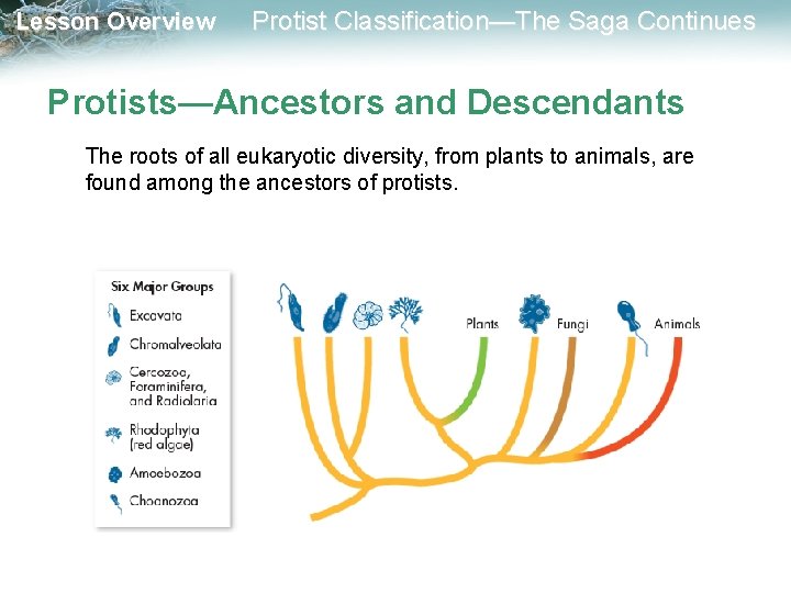 Lesson Overview Protist Classification—The Saga Continues Protists—Ancestors and Descendants The roots of all eukaryotic