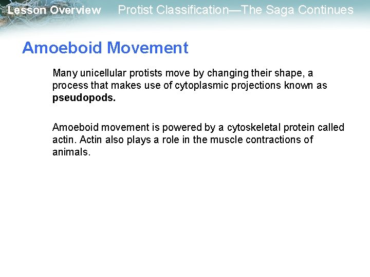 Lesson Overview Protist Classification—The Saga Continues Amoeboid Movement Many unicellular protists move by changing