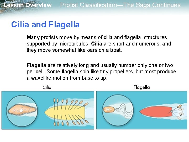 Lesson Overview Protist Classification—The Saga Continues Cilia and Flagella Many protists move by means
