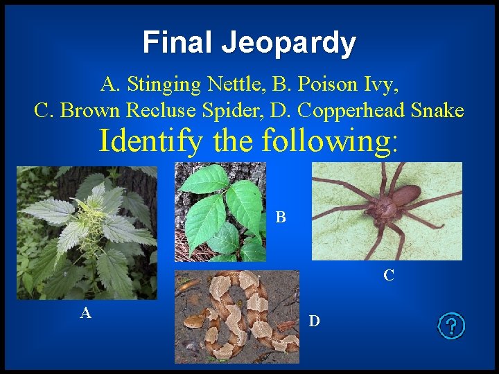 Final Jeopardy A. Stinging Nettle, B. Poison Ivy, C. Brown Recluse Spider, D. Copperhead