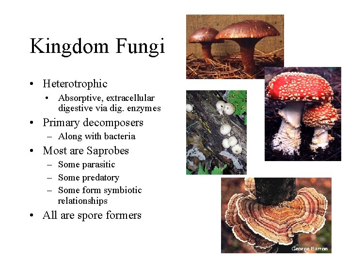 Kingdom Fungi • Heterotrophic • Absorptive, extracellular digestive via dig. enzymes • Primary decomposers