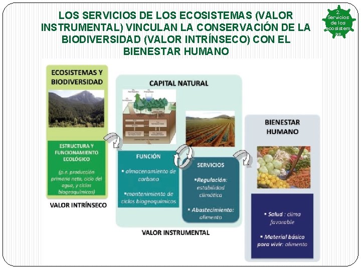 LOS SERVICIOS DE LOS ECOSISTEMAS (VALOR INSTRUMENTAL) VINCULAN LA CONSERVACIÓN DE LA BIODIVERSIDAD (VALOR LOS SERVICIOS DE LOS ECOSISTEMAS (VALOR INSTRUMENTAL) VINCULAN LA CONSERVACIÓN DE LA BIODIVERSIDAD (VALOR