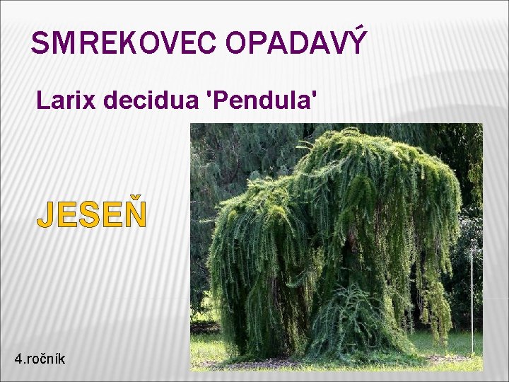 SMREKOVEC OPADAVÝ Larix decidua 'Pendula' JESEŇ 4. ročník SMREKOVEC OPADAVÝ Larix decidua 'Pendula' JESEŇ 4. ročník