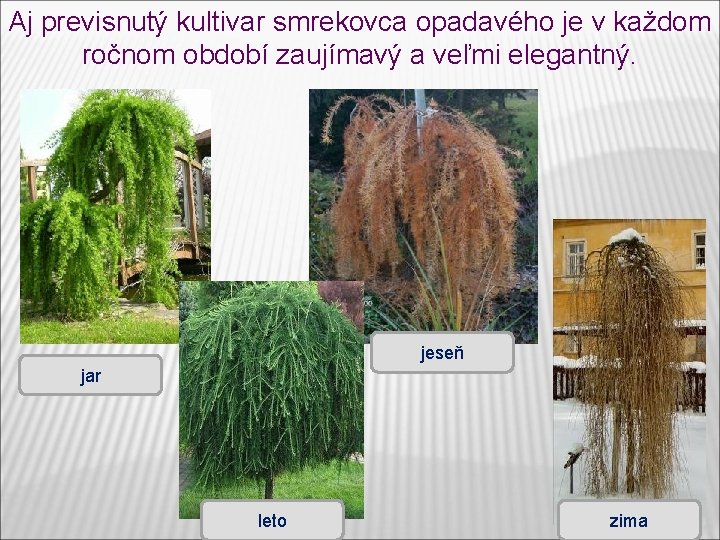 Aj previsnutý kultivar smrekovca opadavého je v každom ročnom období zaujímavý a veľmi elegantný. Aj previsnutý kultivar smrekovca opadavého je v každom ročnom období zaujímavý a veľmi elegantný.