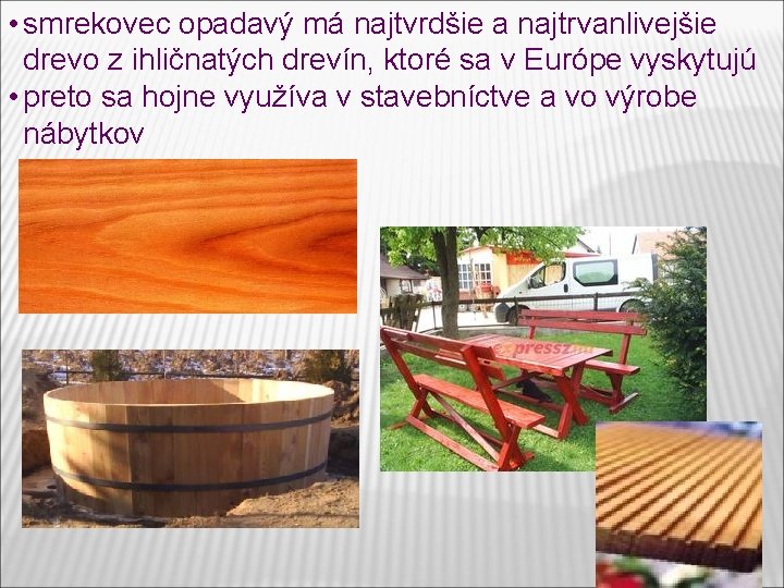 • smrekovec opadavý má najtvrdšie a najtrvanlivejšie drevo z ihličnatých drevín, ktoré sa • smrekovec opadavý má najtvrdšie a najtrvanlivejšie drevo z ihličnatých drevín, ktoré sa