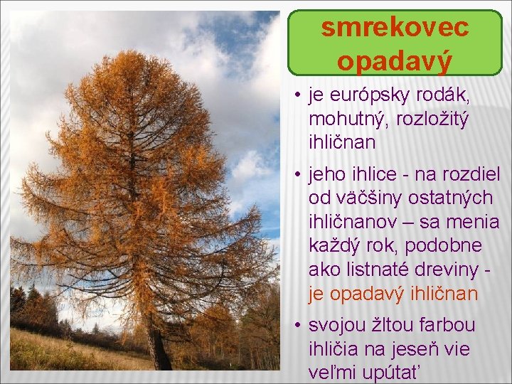 smrekovec opadavý • je európsky rodák, mohutný, rozložitý ihličnan • jeho ihlice - na smrekovec opadavý • je európsky rodák, mohutný, rozložitý ihličnan • jeho ihlice - na