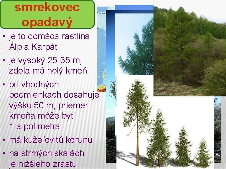 smrekovec opadavý • je to domáca rastlina Álp a Karpát • je vysoký 25 smrekovec opadavý • je to domáca rastlina Álp a Karpát • je vysoký 25