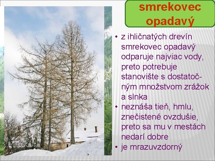 smrekovec opadavý • z ihličnatých drevín smrekovec opadavý odparuje najviac vody, preto potrebuje stanovište smrekovec opadavý • z ihličnatých drevín smrekovec opadavý odparuje najviac vody, preto potrebuje stanovište