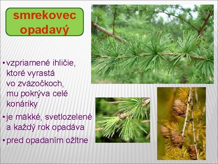 smrekovec opadavý • vzpriamené ihličie, ktoré vyrastá vo zväzočkoch, mu pokrýva celé konáriky • smrekovec opadavý • vzpriamené ihličie, ktoré vyrastá vo zväzočkoch, mu pokrýva celé konáriky •