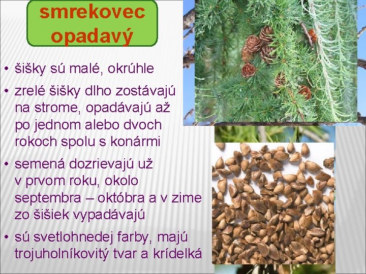 smrekovec opadavý • šišky sú malé, okrúhle • zrelé šišky dlho zostávajú na strome, smrekovec opadavý • šišky sú malé, okrúhle • zrelé šišky dlho zostávajú na strome,