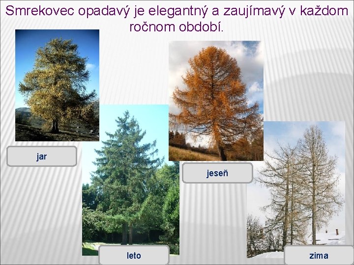 Smrekovec opadavý je elegantný a zaujímavý v každom ročnom období. jar jeseň leto zima Smrekovec opadavý je elegantný a zaujímavý v každom ročnom období. jar jeseň leto zima