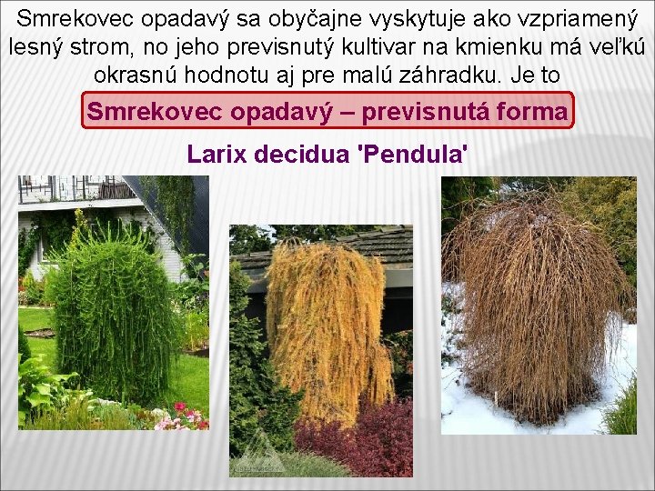 Smrekovec opadavý sa obyčajne vyskytuje ako vzpriamený lesný strom, no jeho previsnutý kultivar na Smrekovec opadavý sa obyčajne vyskytuje ako vzpriamený lesný strom, no jeho previsnutý kultivar na