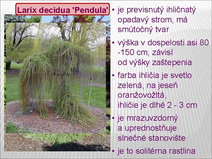 Larix decidua 'Pendula' • je previsnutý ihličnatý opadavý strom, má smútočný tvar • výška Larix decidua 'Pendula' • je previsnutý ihličnatý opadavý strom, má smútočný tvar • výška