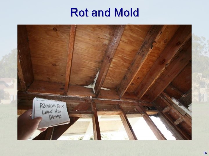 Rot and Mold 36 