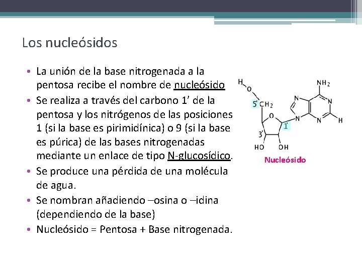 Los nucleósidos • La unión de la base nitrogenada a la pentosa recibe el