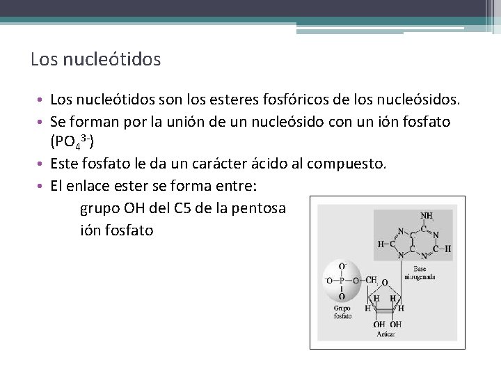 Los nucleótidos • Los nucleótidos son los esteres fosfóricos de los nucleósidos. • Se