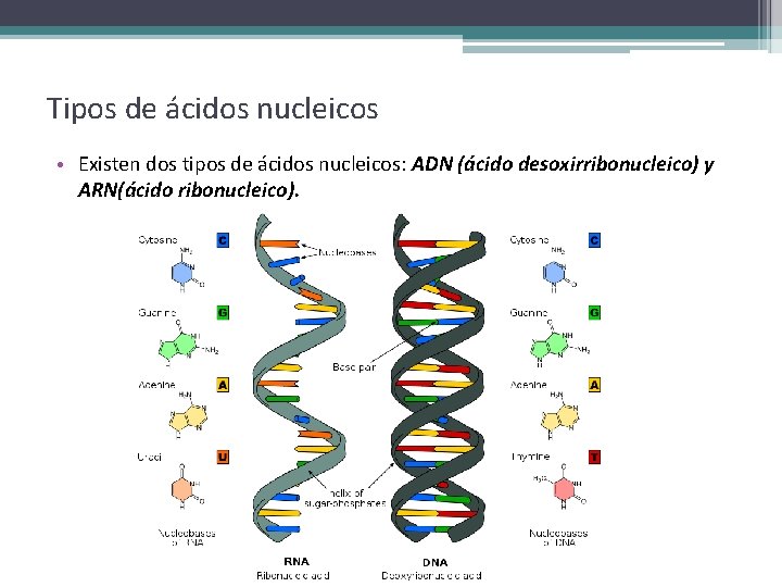 Tipos de ácidos nucleicos • Existen dos tipos de ácidos nucleicos: ADN (ácido desoxirribonucleico)