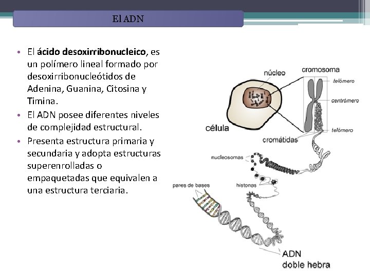 El ADN • El ácido desoxirribonucleico, es un polímero lineal formado por desoxirribonucleótidos de