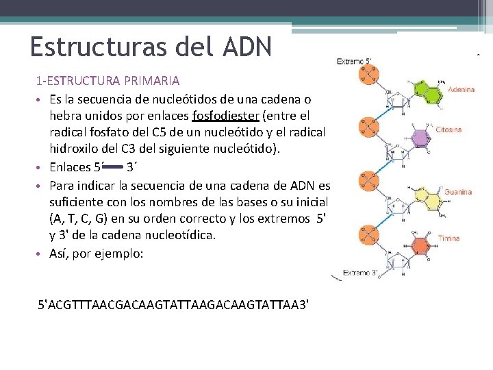 Estructuras del ADN 1 -ESTRUCTURA PRIMARIA • Es la secuencia de nucleótidos de una