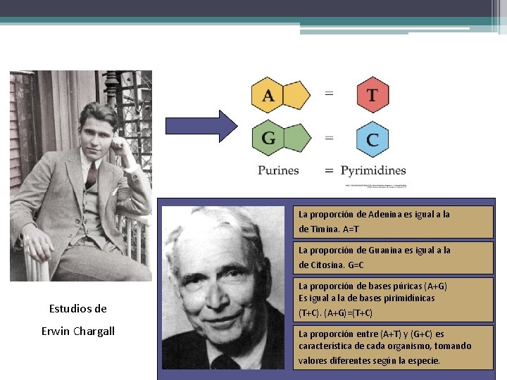 La proporción de Adenina es igual a la de Timina. A=T La proporción de