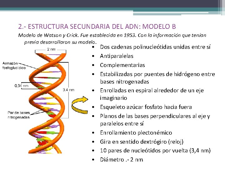 2. - ESTRUCTURA SECUNDARIA DEL ADN: MODELO B Modelo de Watson y Crick. Fue