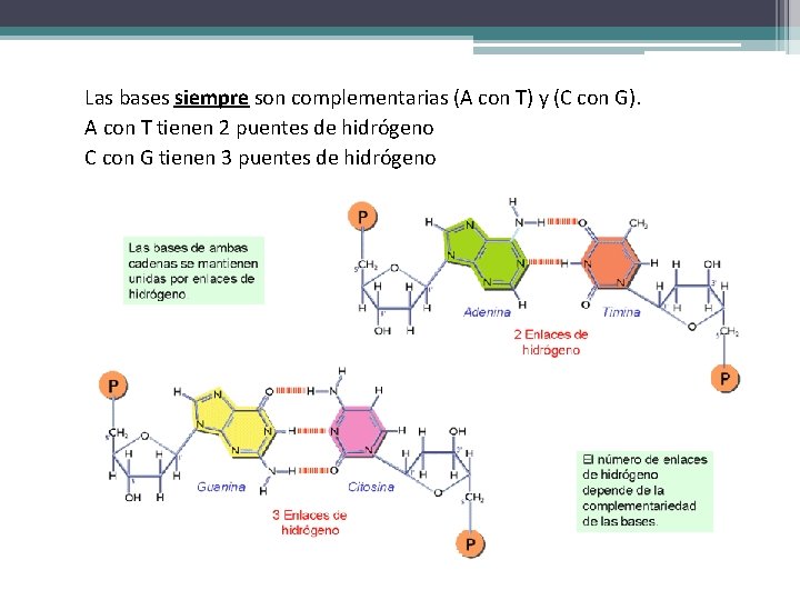 Las bases siempre son complementarias (A con T) y (C con G). A con