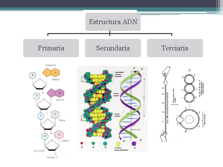 Estructura ADN Primaria Secundaria Eduardo Gómez Terciaria 