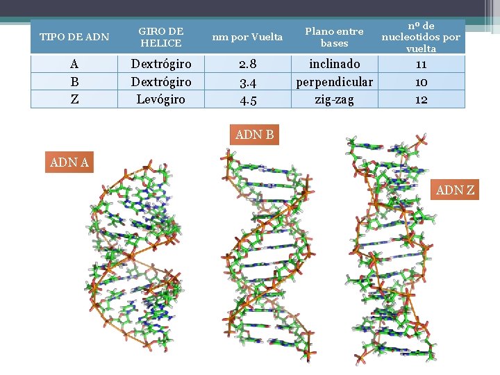 TIPO DE ADN GIRO DE HELICE A B Z Dextrógiro Levógiro nm por Vuelta