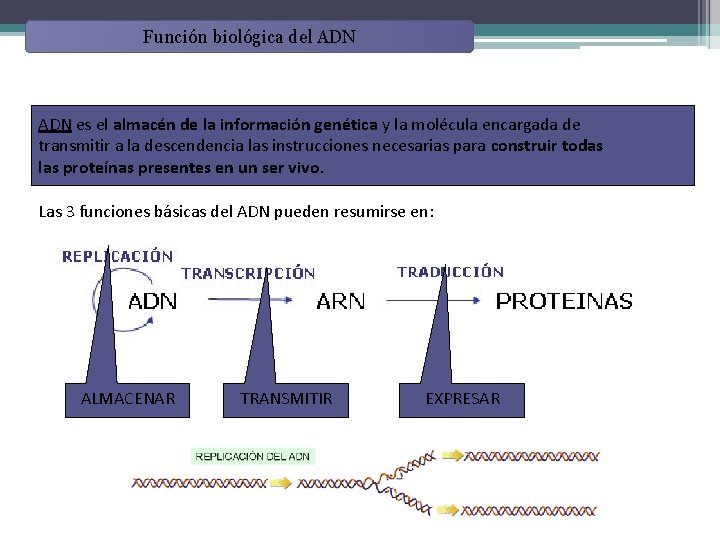 Función biológica del ADN es el almacén de la información genética y la molécula