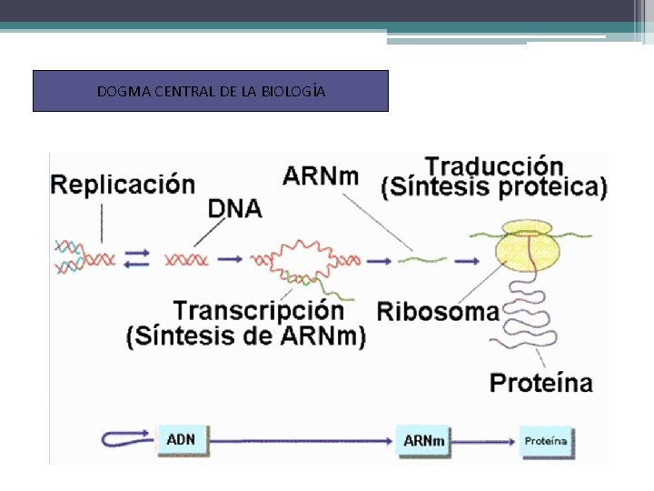 DOGMA CENTRAL DE LA BIOLOGÍA 