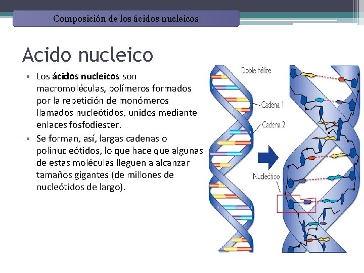 Composición de los ácidos nucleicos Acido nucleico • Los ácidos nucleicos son macromoléculas, polímeros