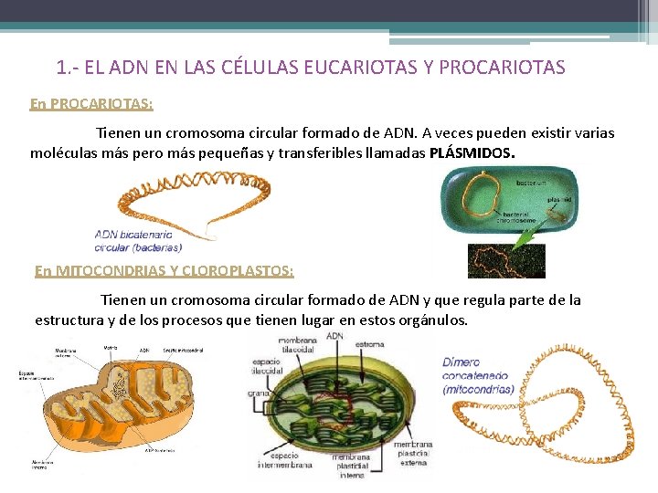 1. - EL ADN EN LAS CÉLULAS EUCARIOTAS Y PROCARIOTAS En PROCARIOTAS: Tienen un