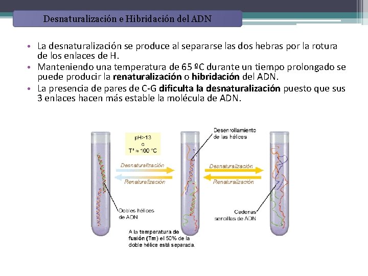 Desnaturalización e Hibridación del ADN • La desnaturalización se produce al separarse las dos