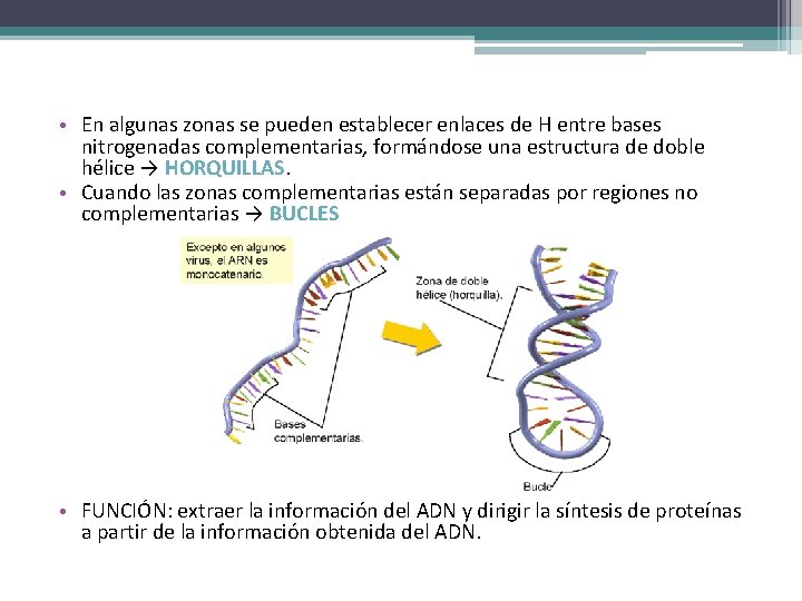  • En algunas zonas se pueden establecer enlaces de H entre bases nitrogenadas