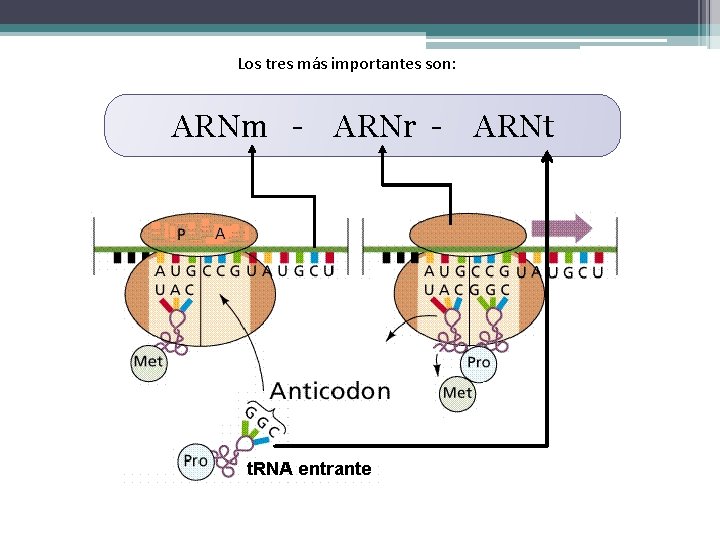 Los tres más importantes son: ARNm - ARNr - ARNt 