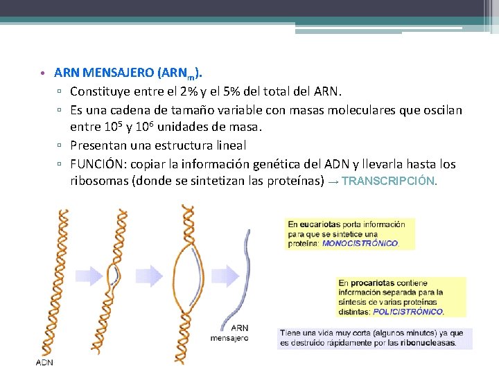  • ARN MENSAJERO (ARNm). ▫ Constituye entre el 2% y el 5% del