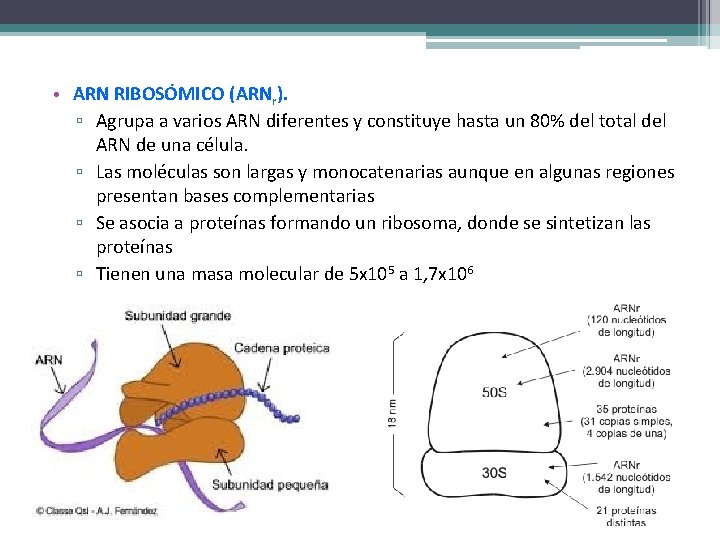  • ARN RIBOSÓMICO (ARNr). ▫ Agrupa a varios ARN diferentes y constituye hasta